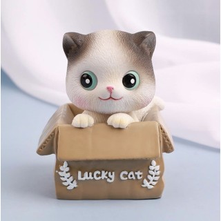 Chat surpris in the box